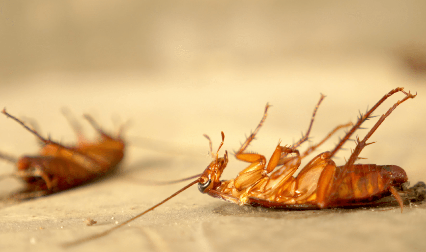 Cockroach Control