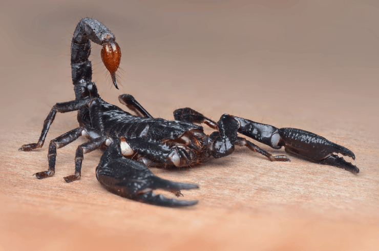 BlackBeard Pest Control